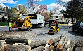 How Our Tree Care Process Works  in  Canton, IL